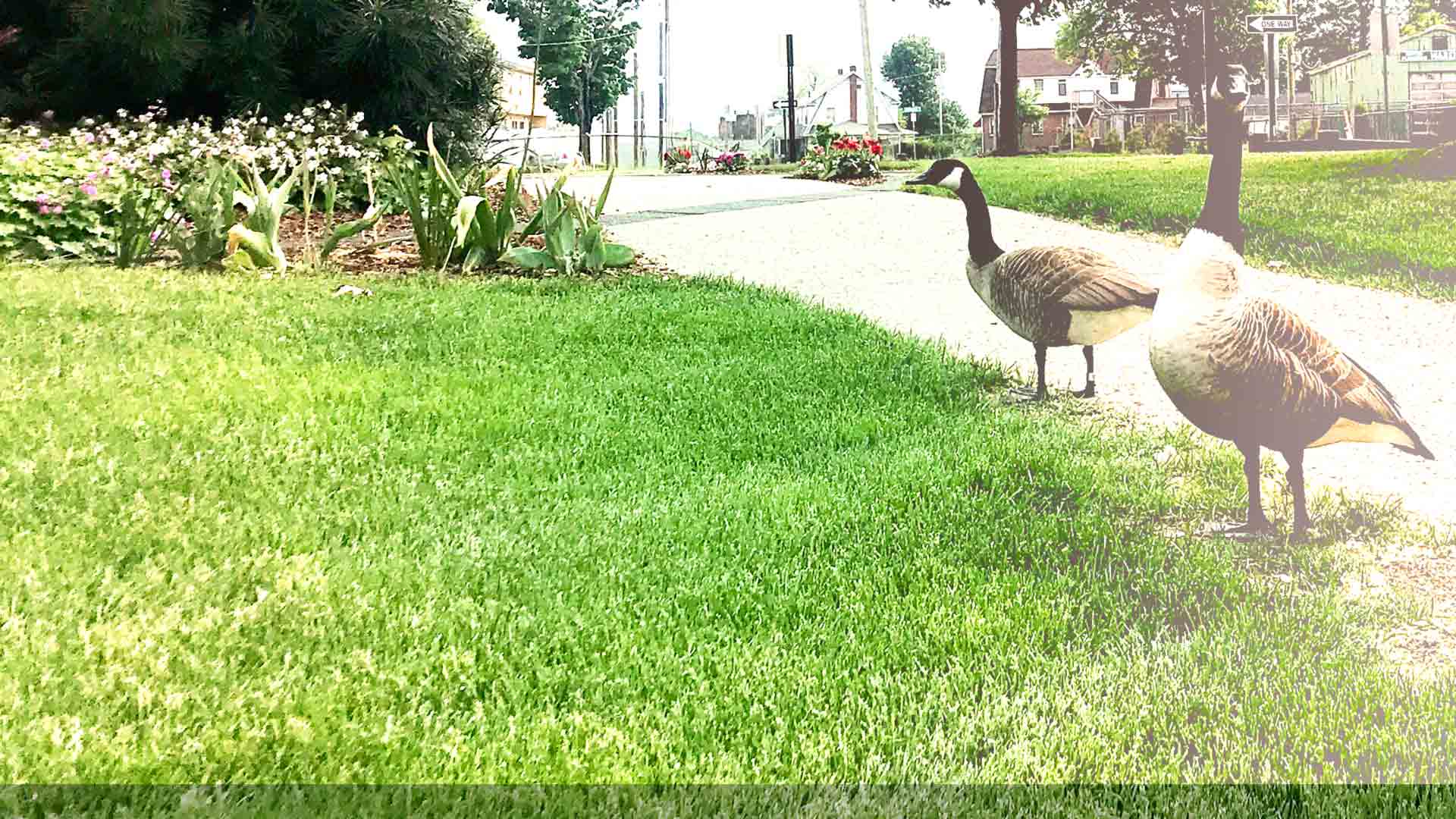 Rule-bending Geese on grass
