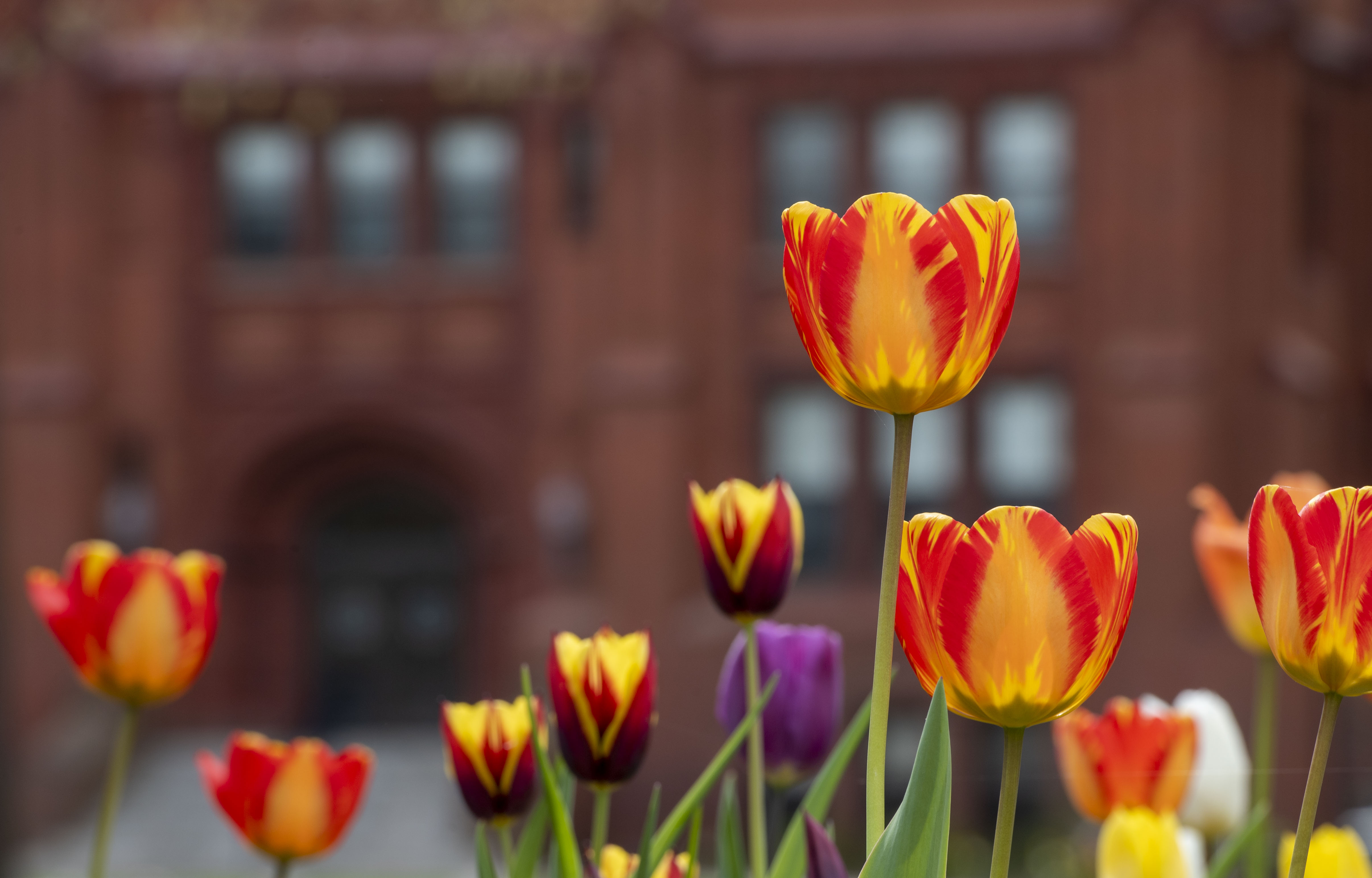 Tulips on campus