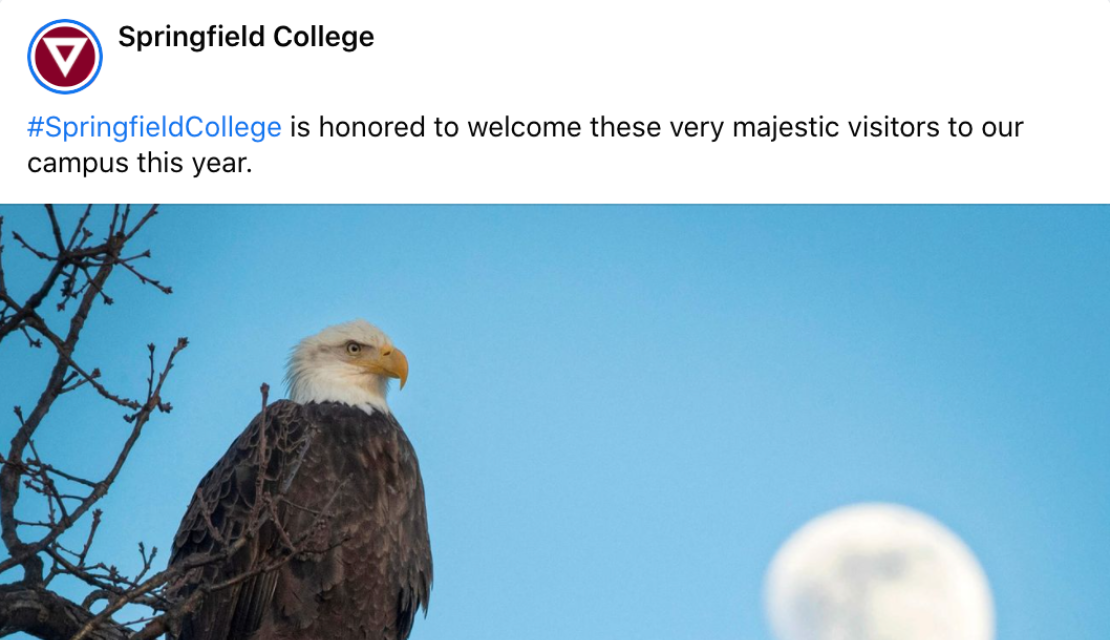 Bald eagle facebook post on Springfield College page