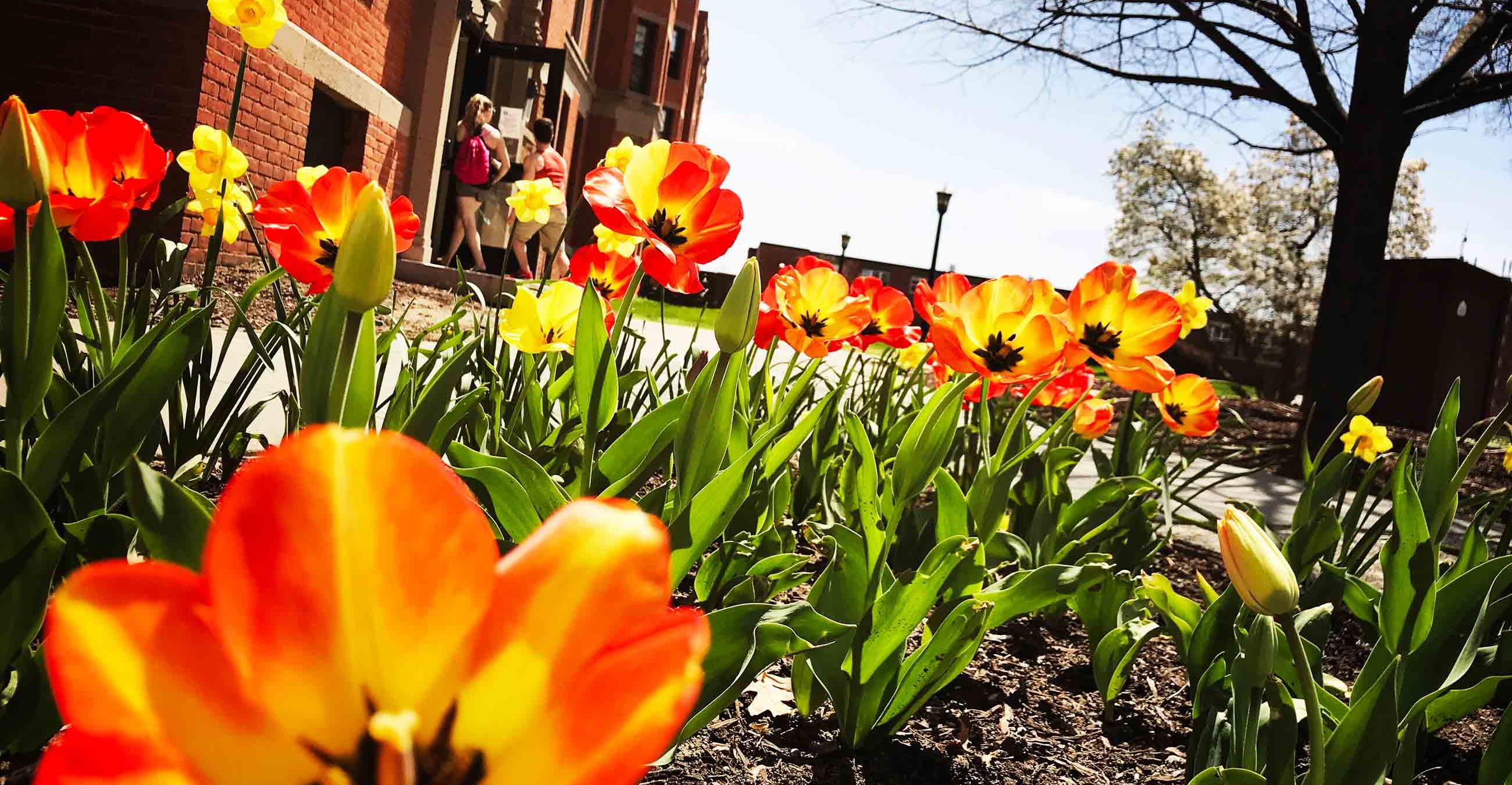 Tulips let us know its springtime on the Springfield College Campus