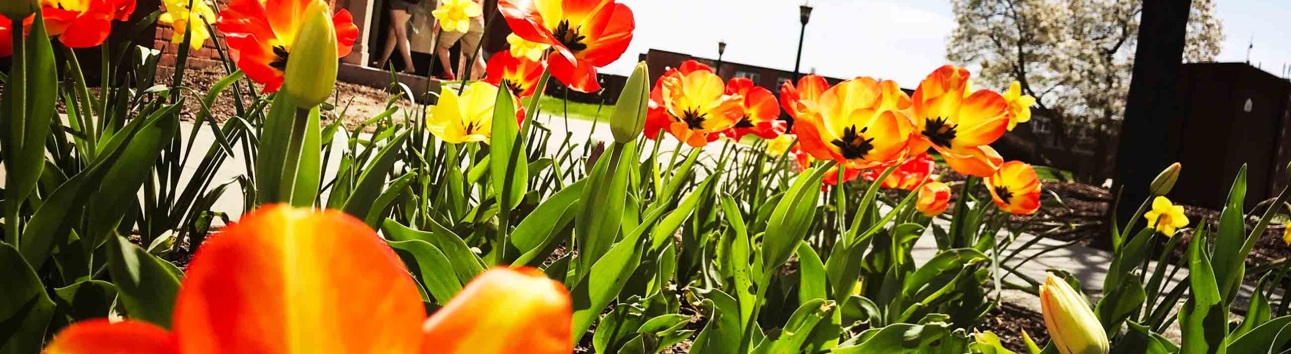 Tulips let us know its springtime on the Springfield College Campus