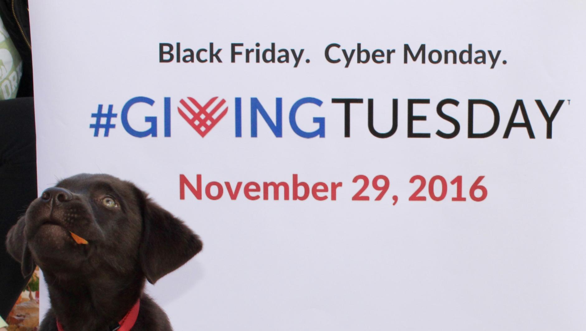 The first dog, Jack, poses with a #GivingTuesday sign at Springfield College