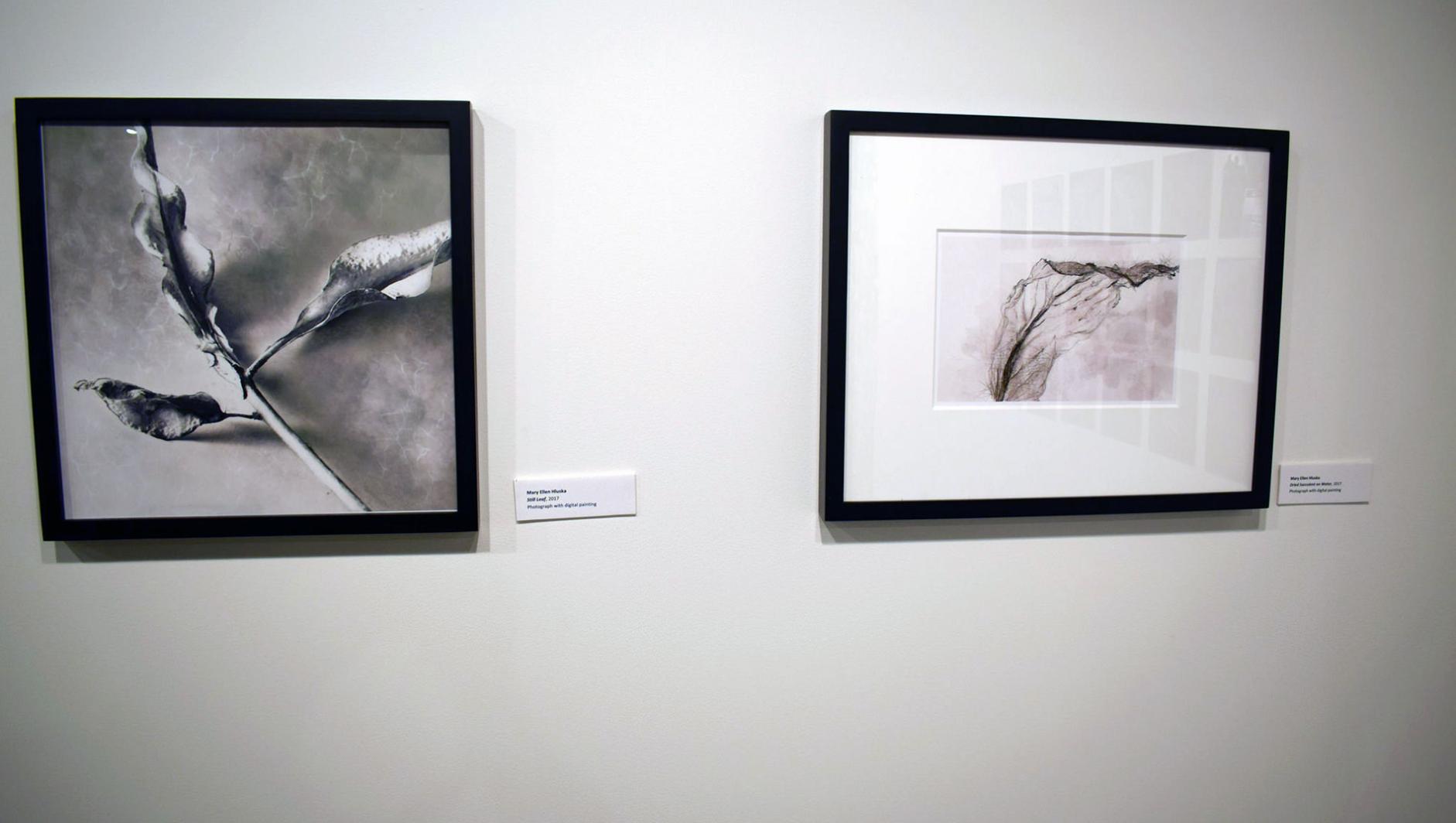 pencil drawings hung in a gallery