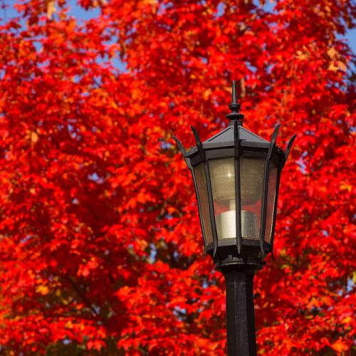 Bright red autumn leaves on the Springfield College campus