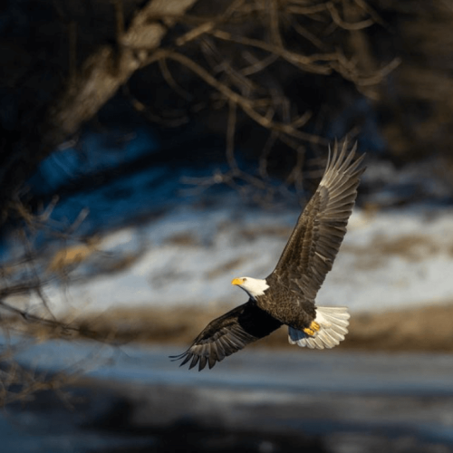 Eagle flies over Lake Massasoit