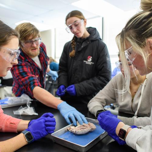 Springfield College students dissect a lamb heart during a a biology lab in the Schoo-Bemis Science Center