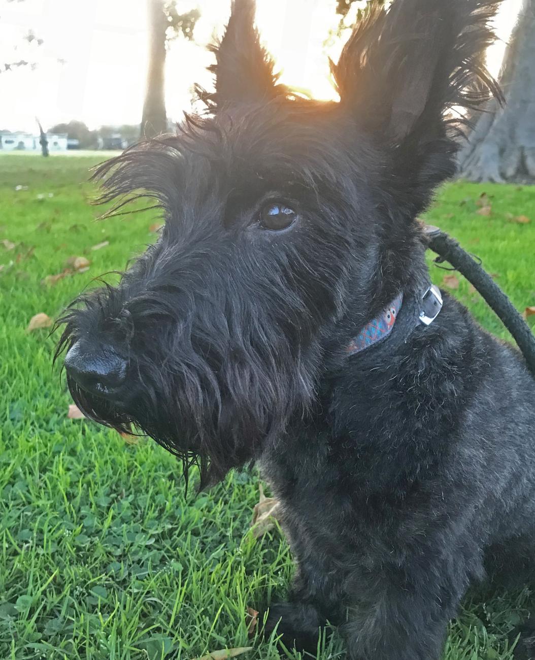 Allyson Brown's Scottish Terrier, Wallace