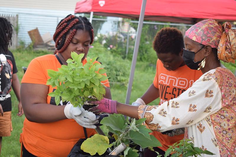 Springfield College has a long-standing partnership with the Northeast Organic Farming Association having assisted with the garden at the Tapley Court Apartment complex in the spring as part of the alternative spring break program.