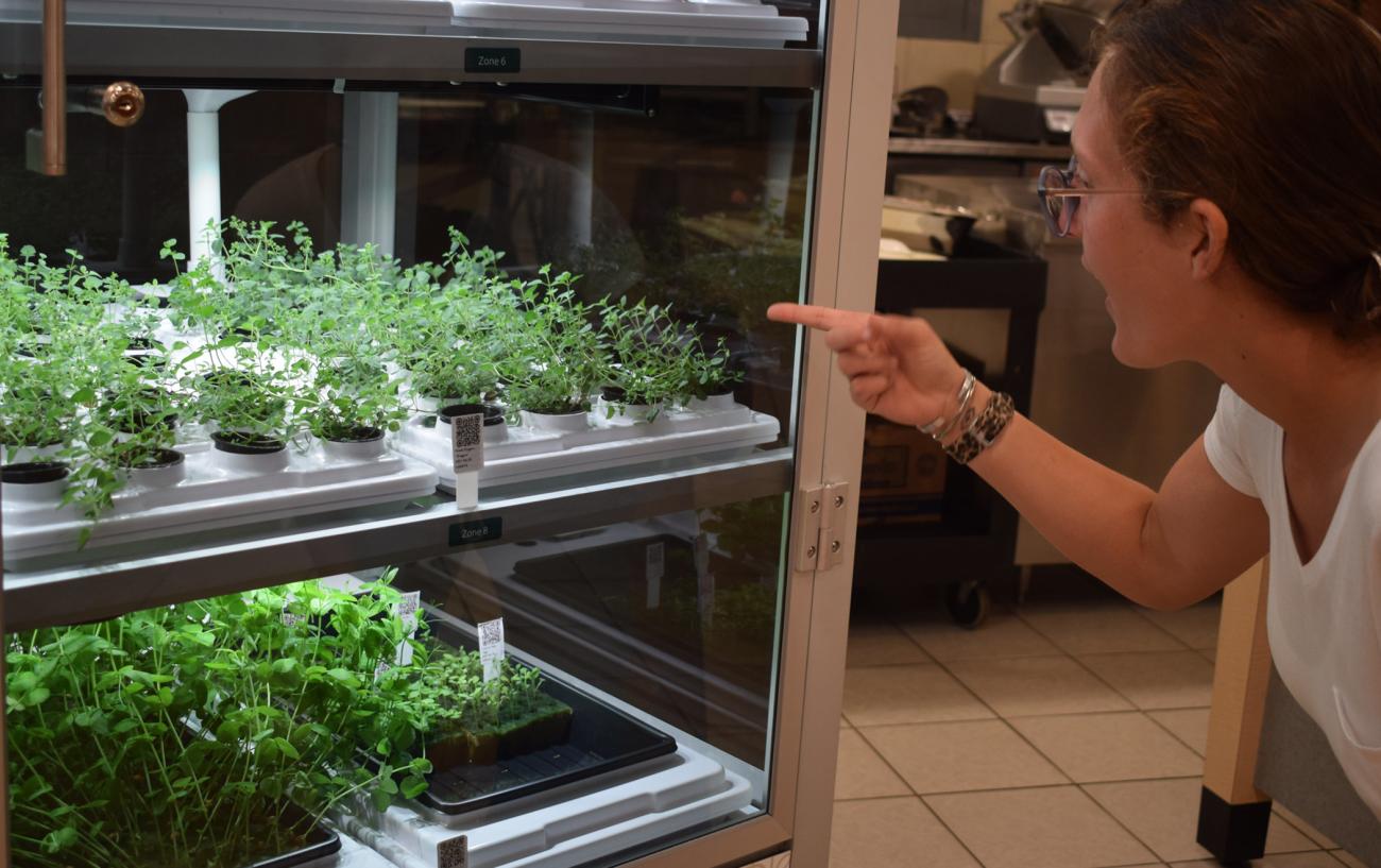 Springfield College and Harvest Table Culinary Group have partnered with Babylon Micro-Farms to provide the campus community with a sustainable hydroponic farming display in The Table @ Cheney Hall. 
