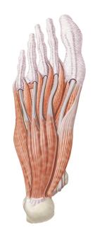Foot Muscles