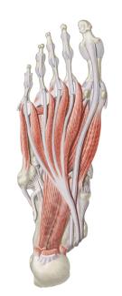 foot muscles