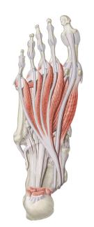 Foot Muscles
