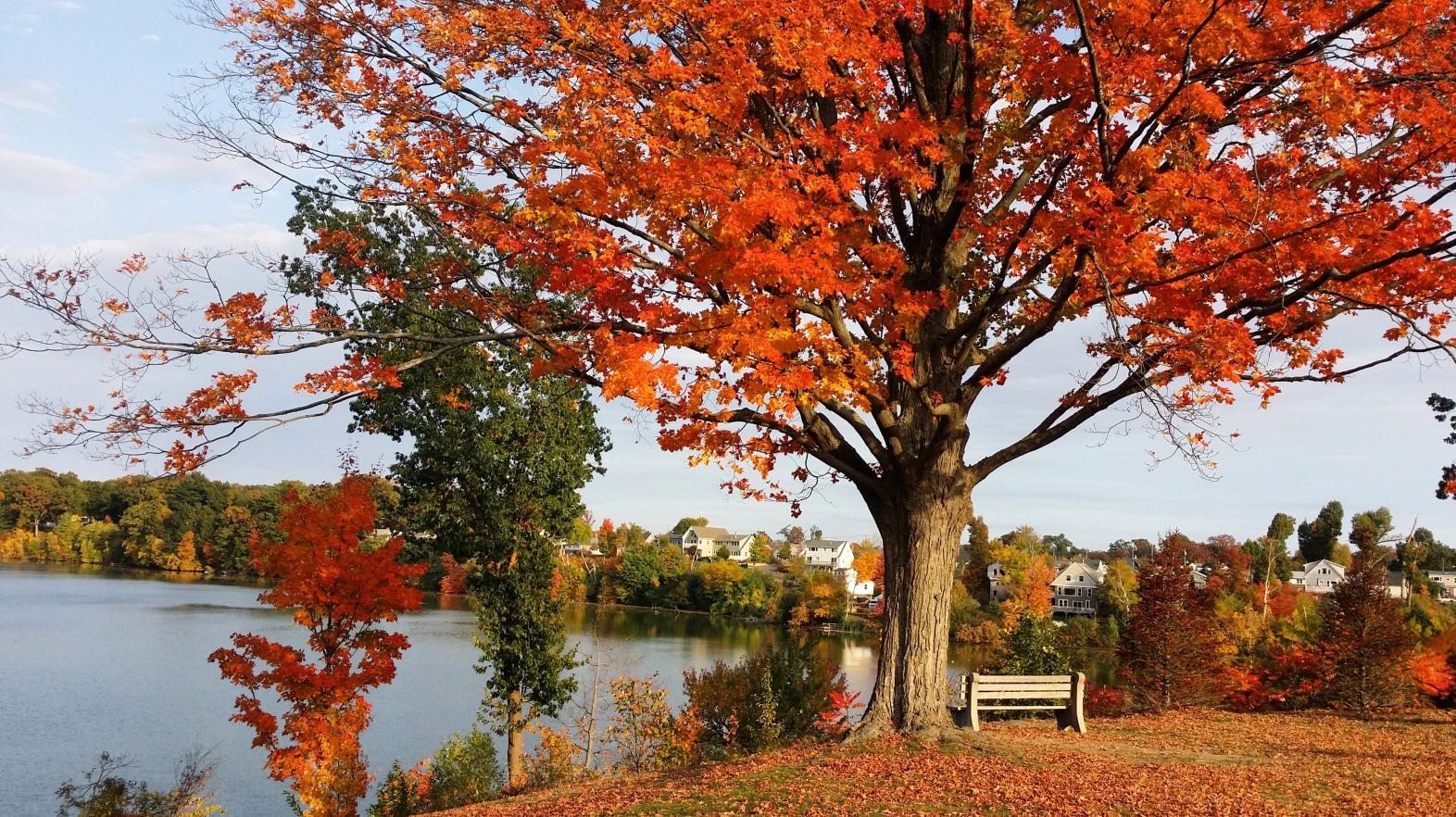 Fall foliage at Springfield College on Lake Massasoit