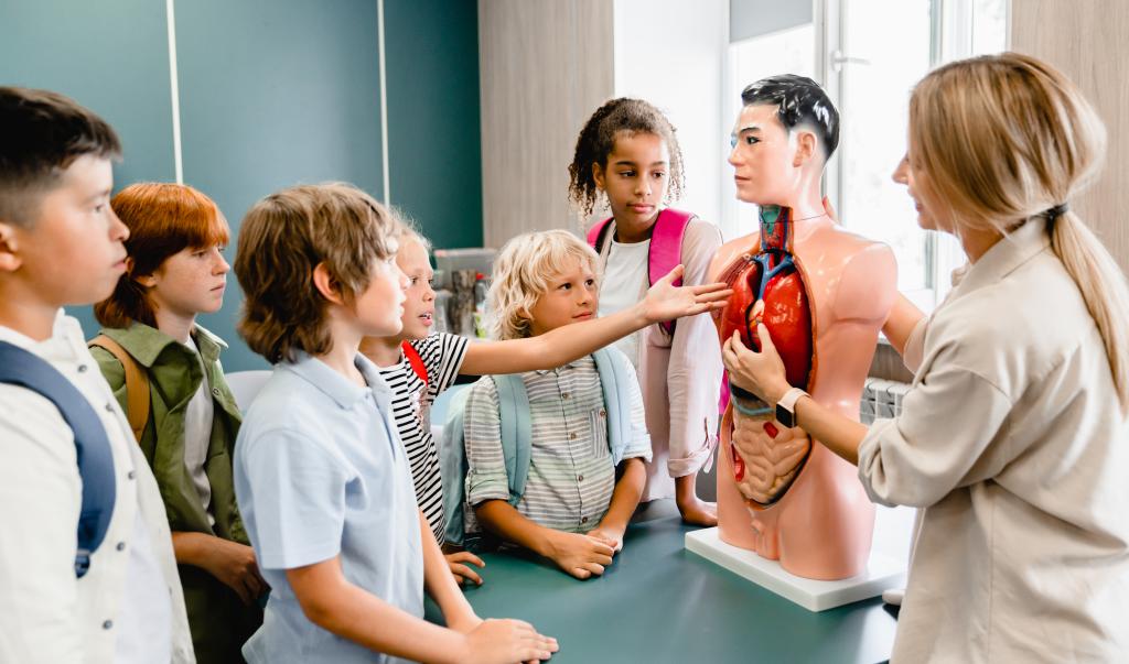 Teacher explaining showing internal organs at the educational dummy manikin at the biology lesson class. 