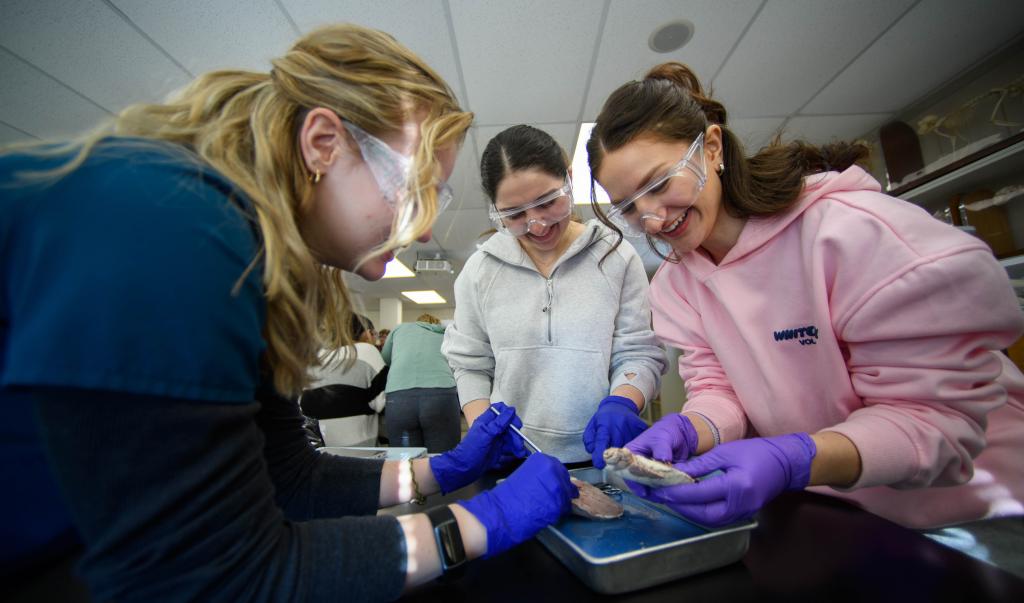 Springfield College students dissect a lamb heart during a a biology lab in the Schoo-Bemis Science Center on February 14, 2024.