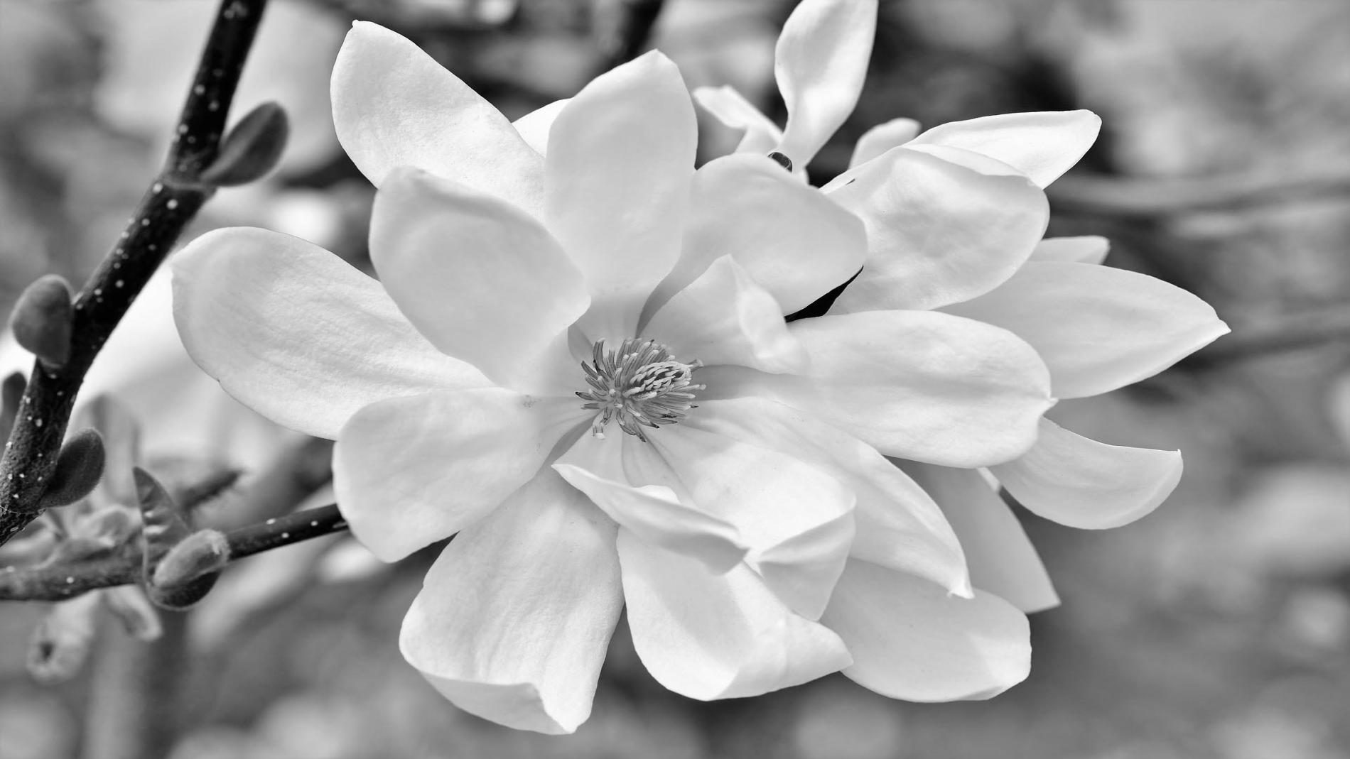 black and white image of a magnolia flower