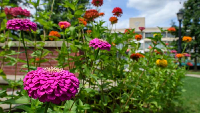 Zinnias bloom on the Naismith Green at Springfield College 